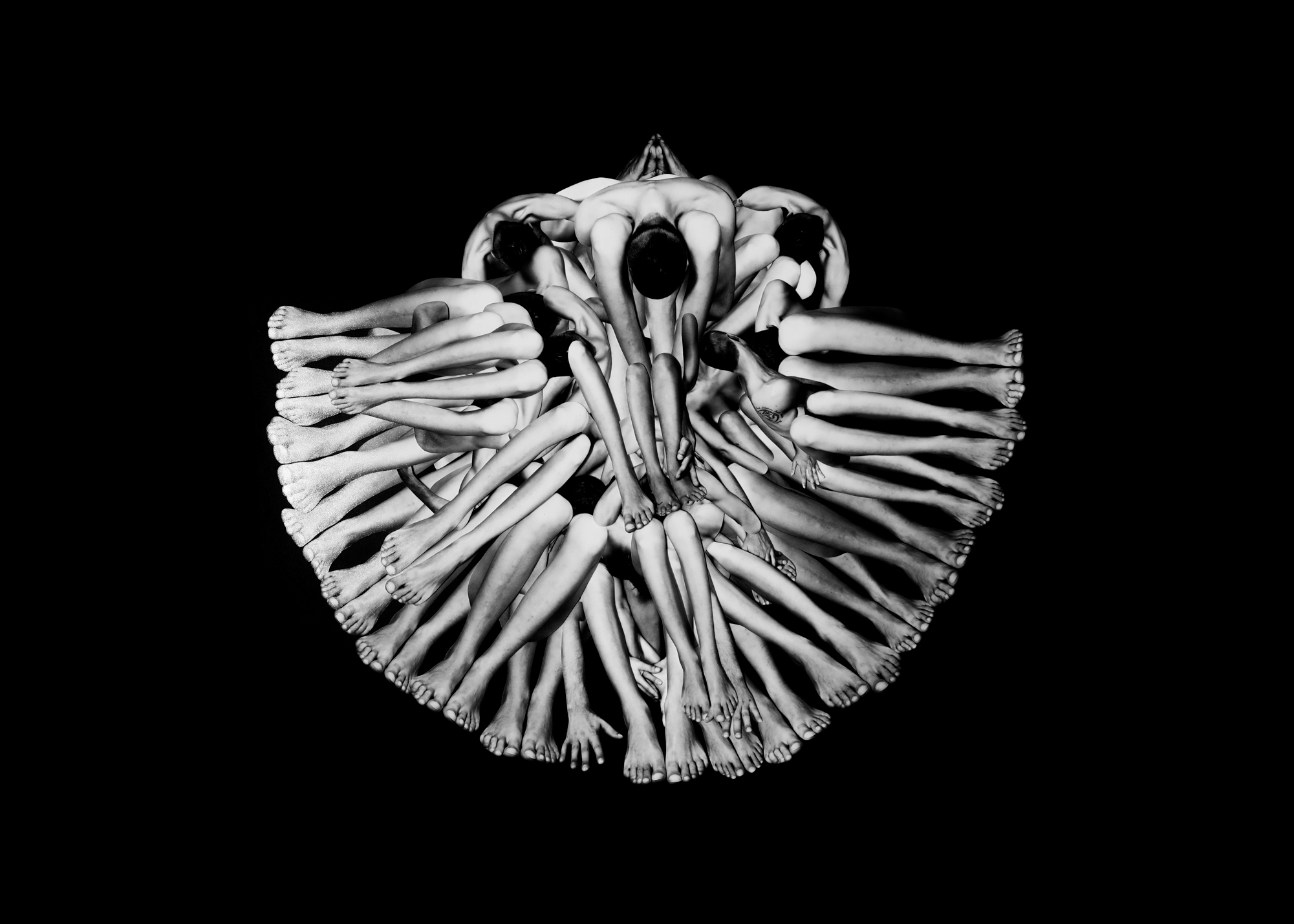 Homeostasis - Amorphea -
